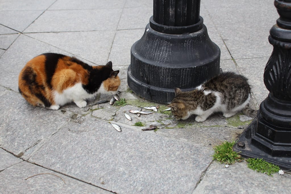 cats eating sardines in istanbul