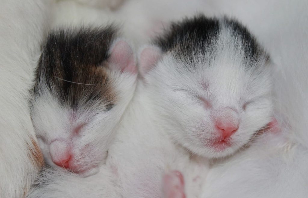 newborn kittens