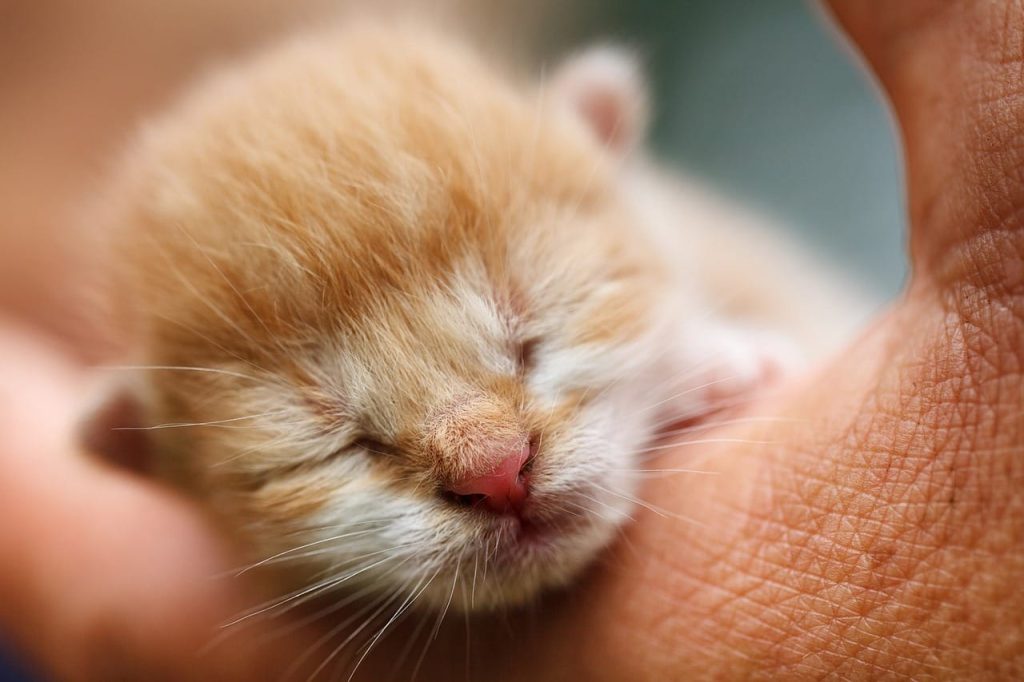 newborn kitten