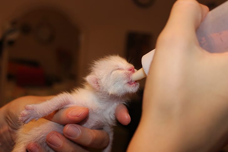 newborn kitten drinking milk