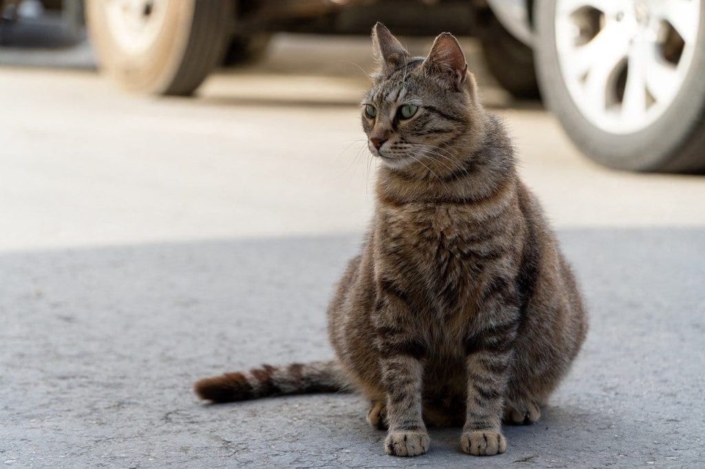 pregnant cat