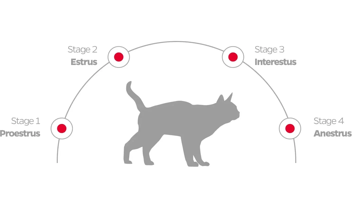 heat cycle stagessource : https://petparentsbrand.com/