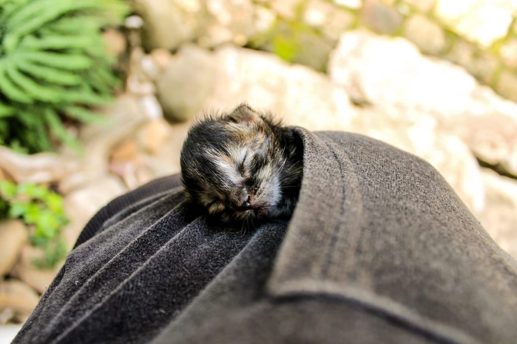 1 week old kitten