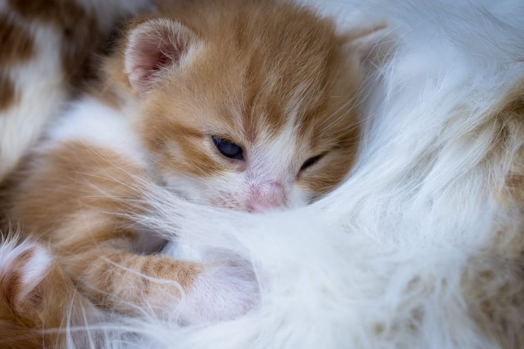 2 weeks old kitten