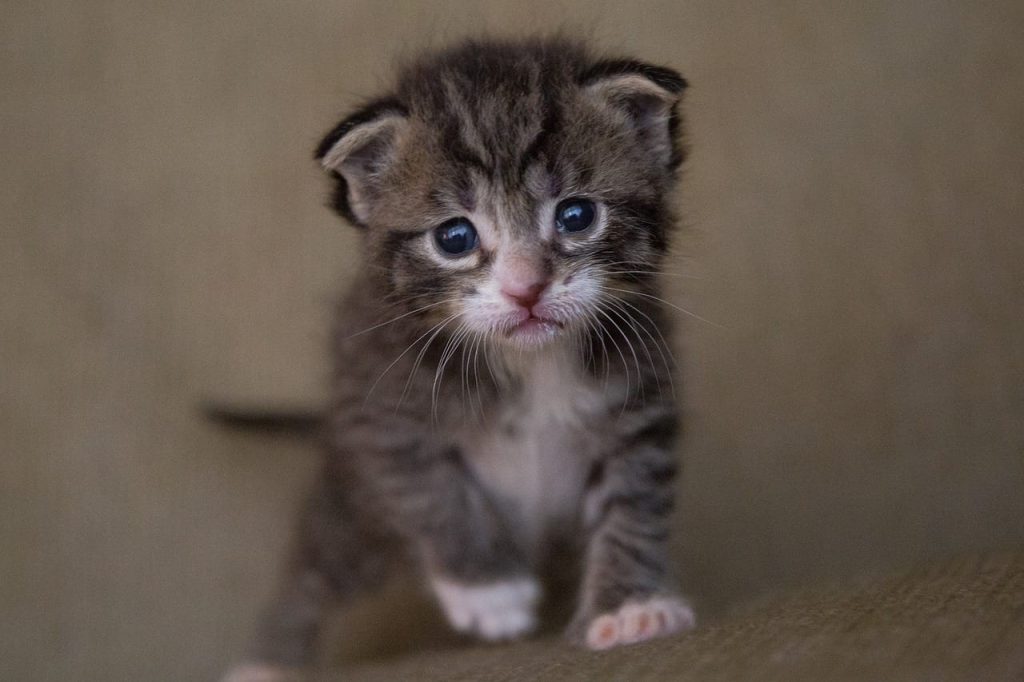 3 weeks old kitten