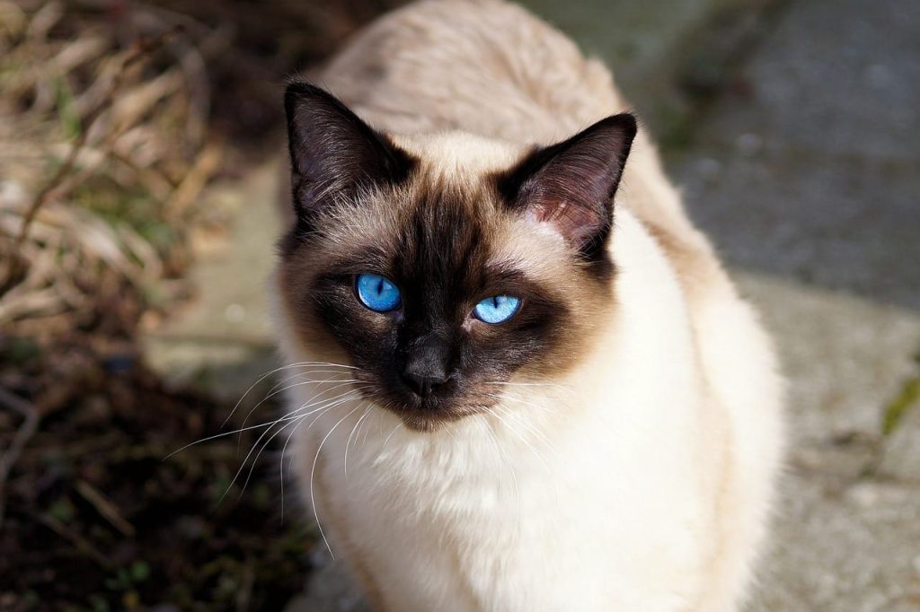 siamese cat 