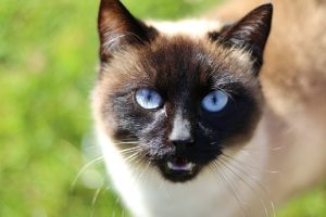 siamese cat