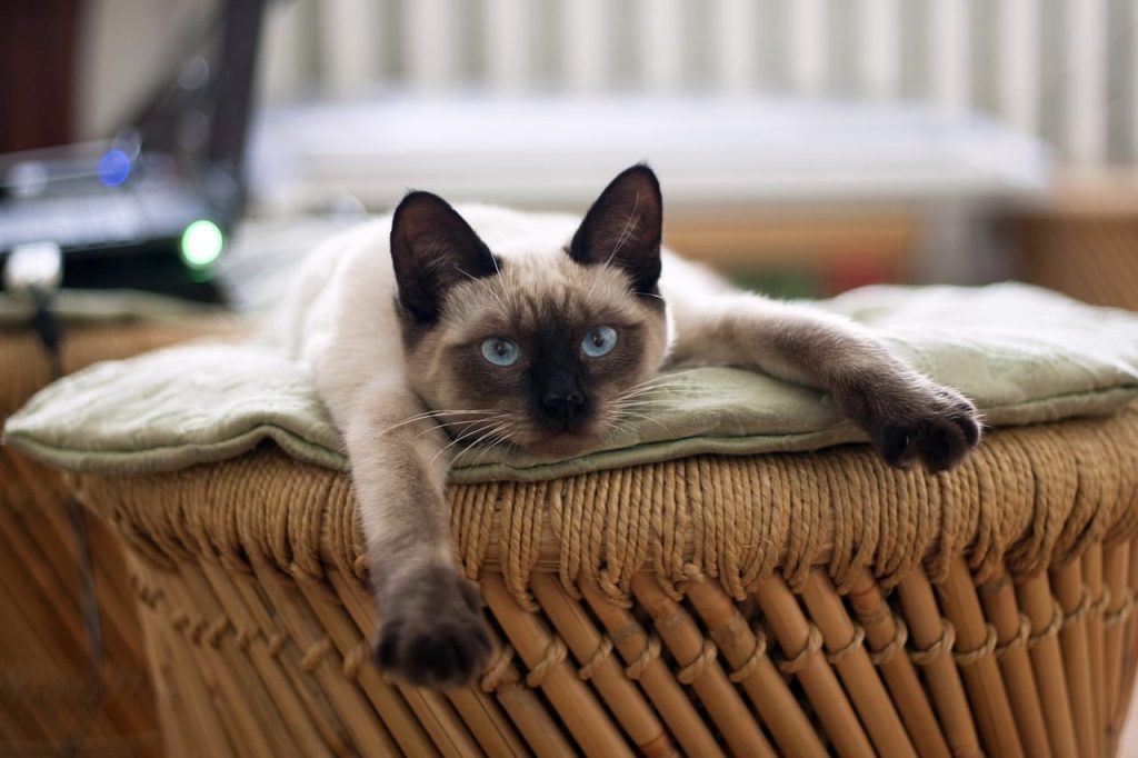 siamese cats behavior