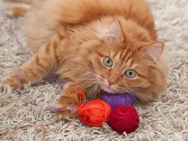 The cat plays with a ball of wool