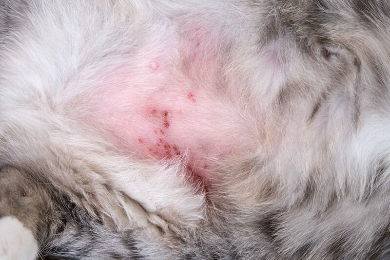 Miliary Dermatitis in cats