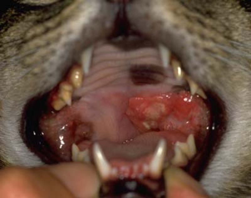 Eosinophilic Granuloma Complex in cats