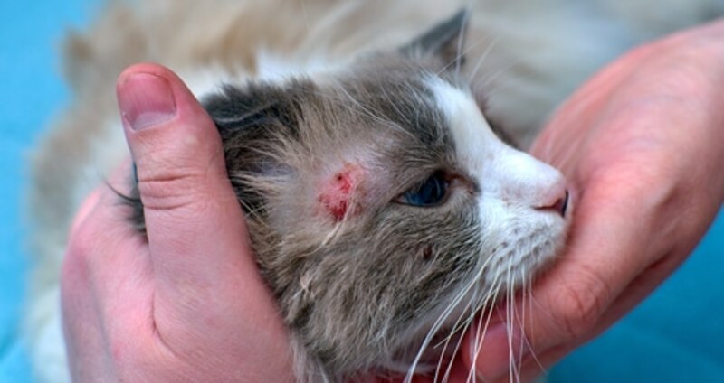 Feline Skin Diseases, Including Fungal Infections in Cats