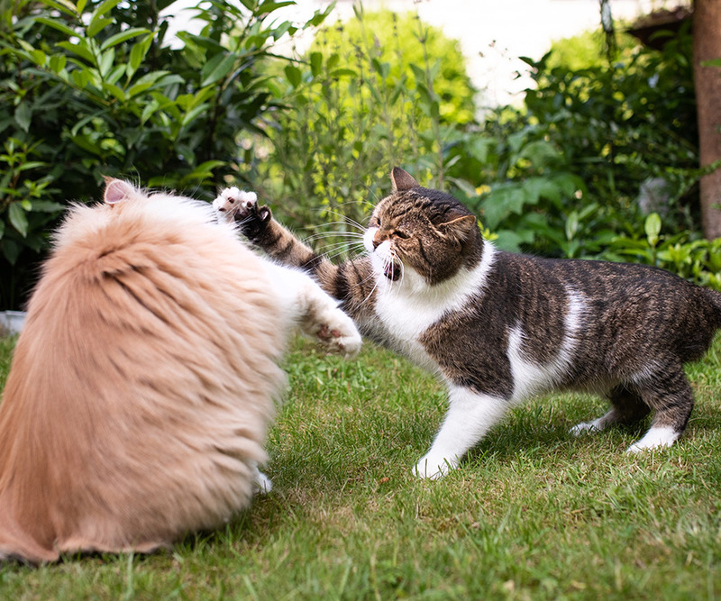 Aggressive behavior in cats include one cat swatting at another