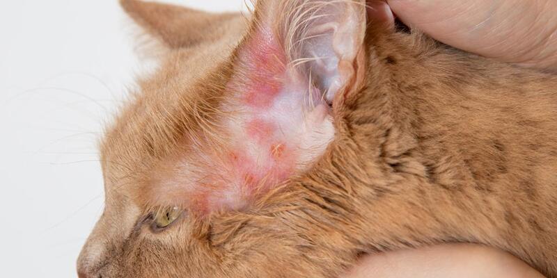 Bacterial Infections in cat