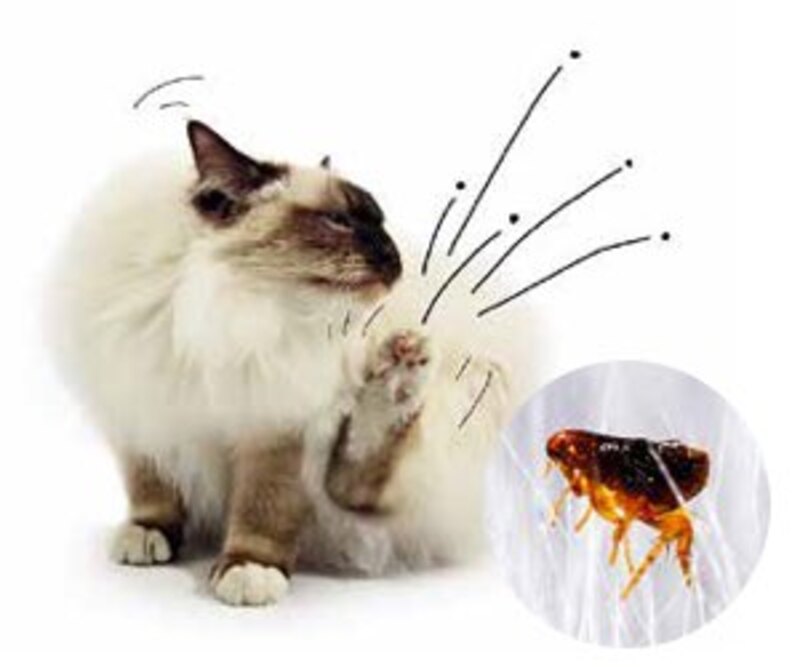 cat with Fleas