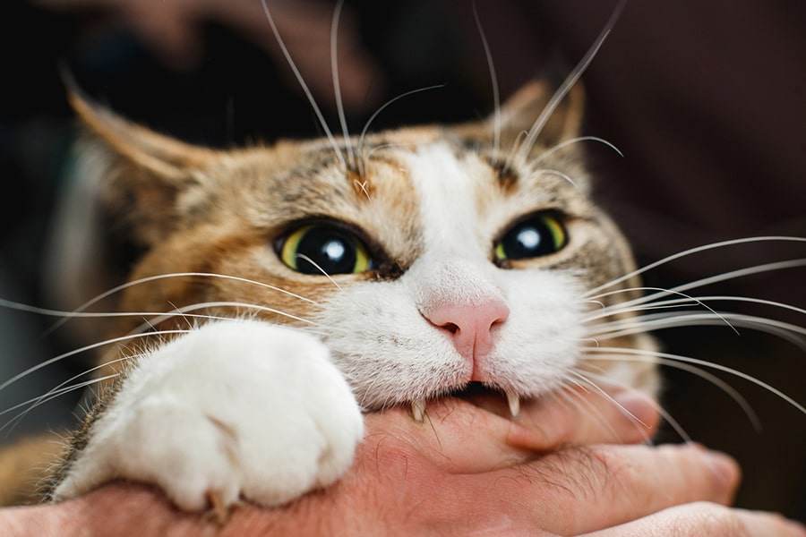 The cat sinks its sharp fangs into the man's hand