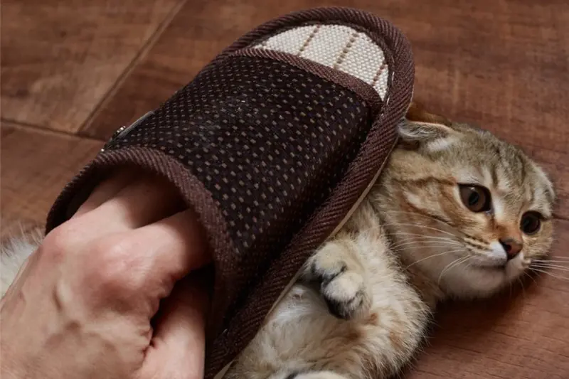 Physical Punishment at a cat