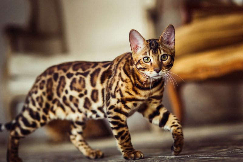 a bengal cat