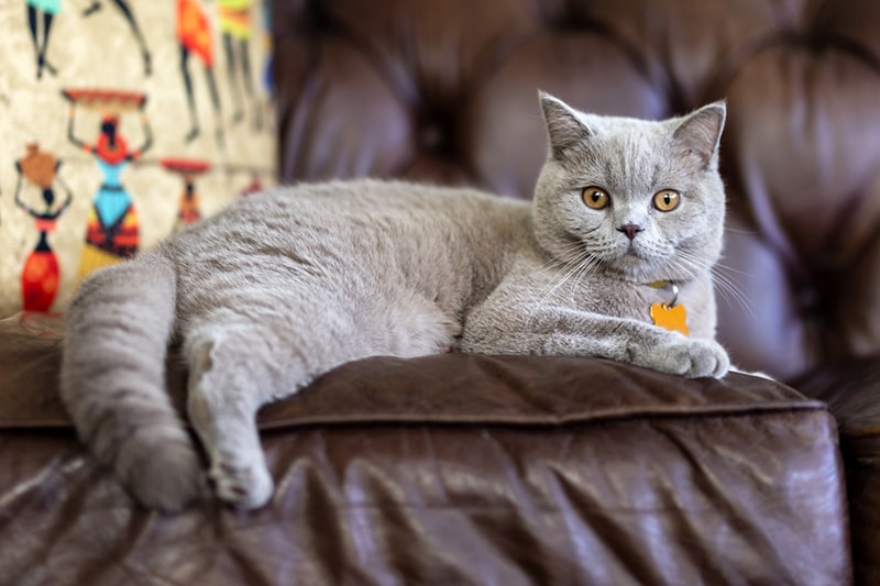 A british shorthair cat staring while sitting on the sofa