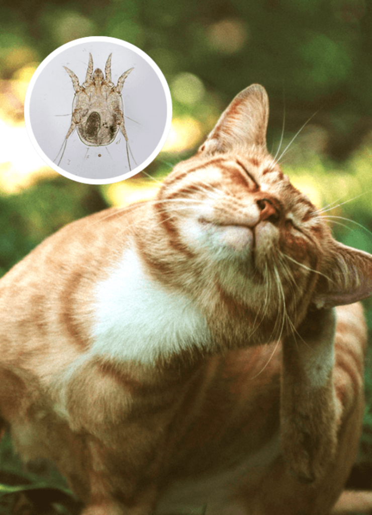 Ear mites in cats are caused by fleas and other parasites.