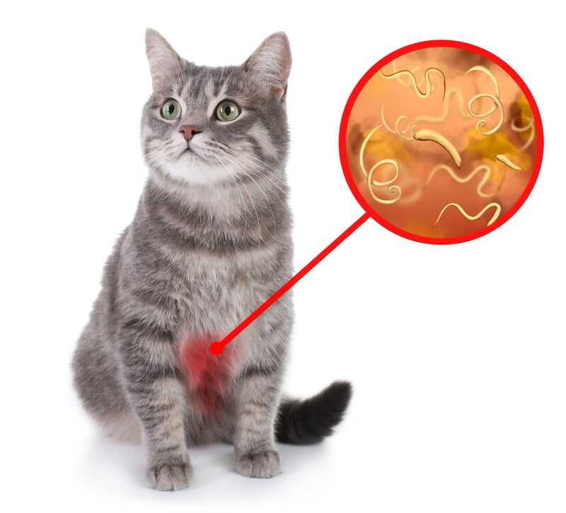Intestinal Worms, one of the parasites in cats