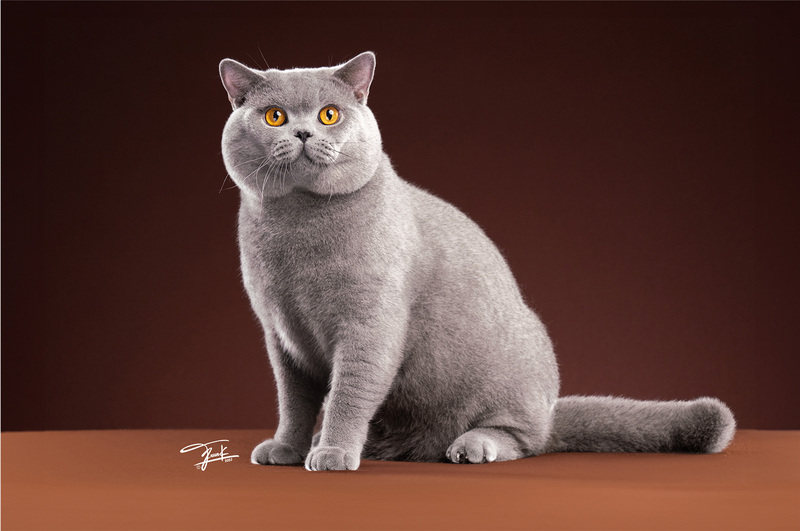 a gray british shorthair cat