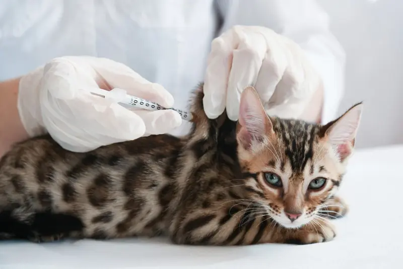 bengal cat at the vet