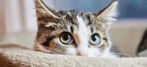 Cat hiding on a bed with wide eyes, showing the typical reaction of cats afraid of loud noises.