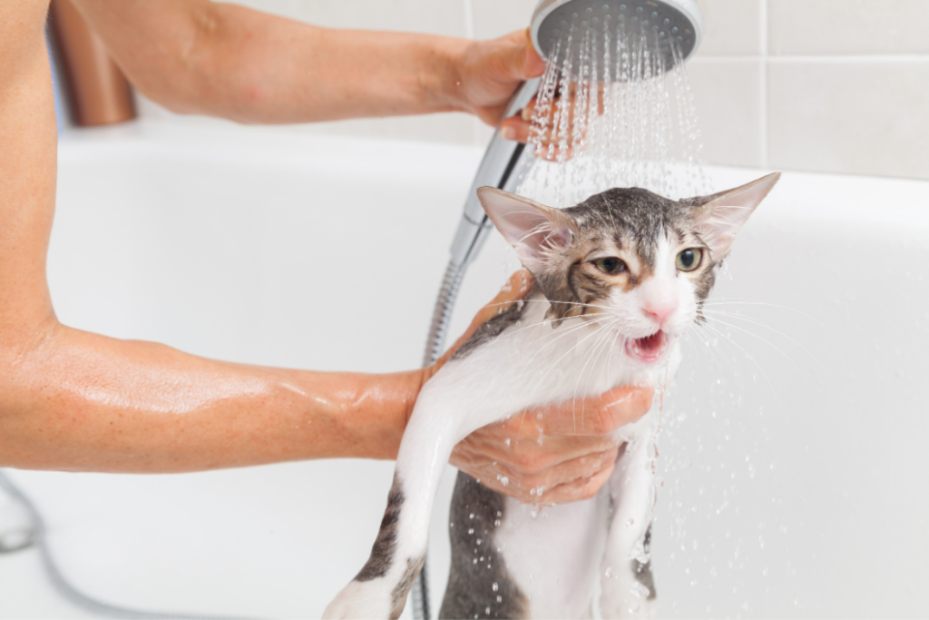 A cat afraid of water during a bath