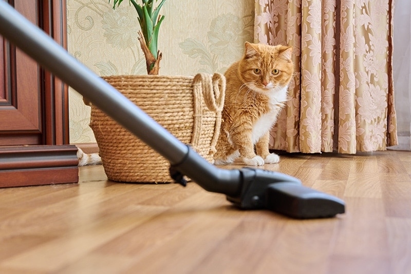 A cat watching the vacuum cleaner carefully