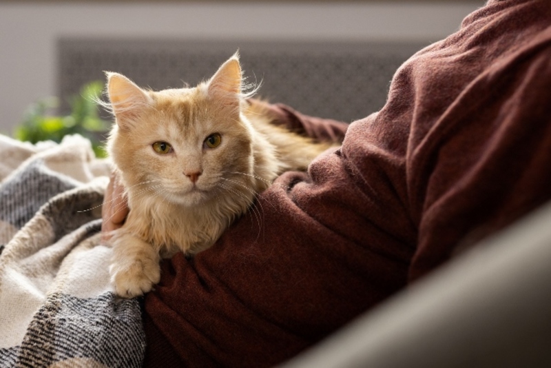 Adjusting the Home Environment for senior cat