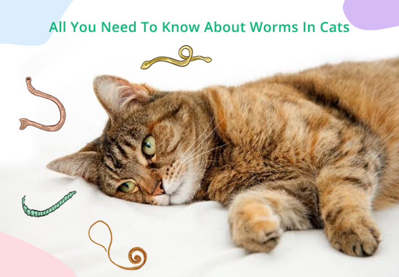 Cat Deworming Guide