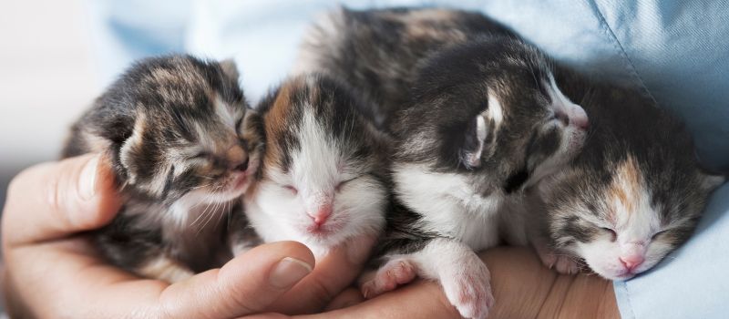 Build a Kitten Care Routine
