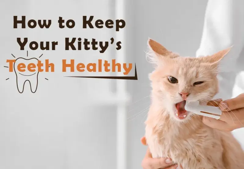 Cat Dental Care: Tips for Healthy Teeth