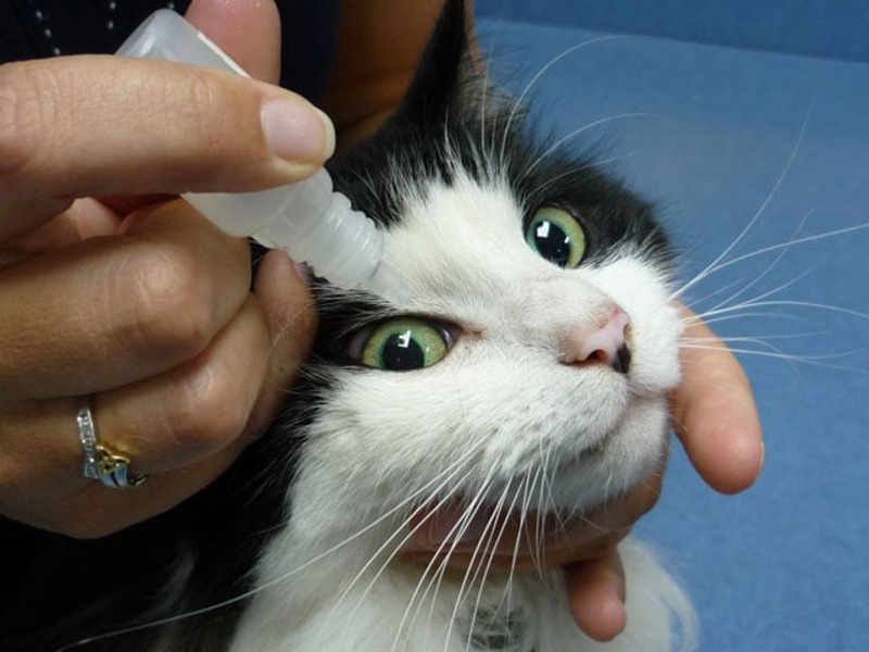 Cat Eye Drops: Essential Guide for Cat Owners