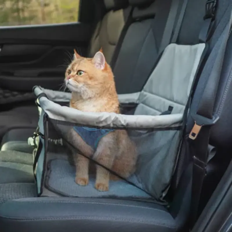 First-Time Cat Travel