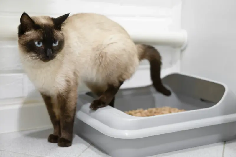 Cat Urinary Tract Infection: Symptoms, Causes, and Care