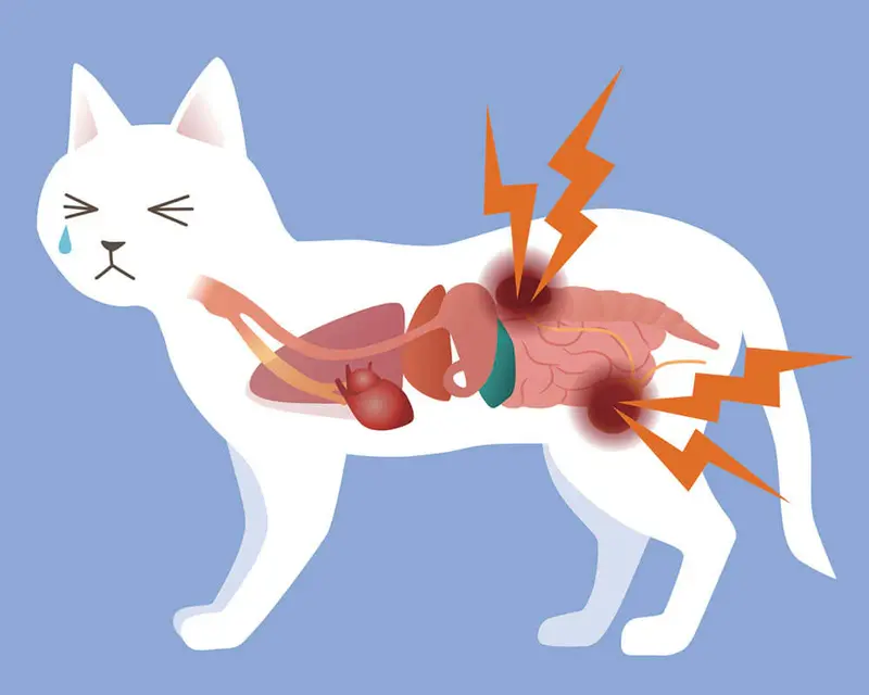 Causes of Cat Urinary Tract Infection (UTI)