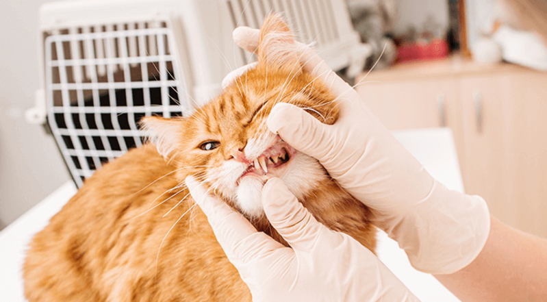 Dental Care for Cat