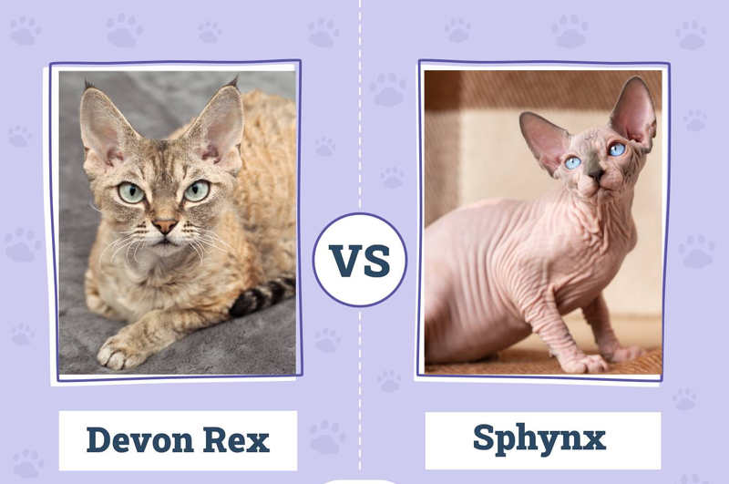 Sphynx vs Devon Rex: Which Breed Fits Your Lifestyle?