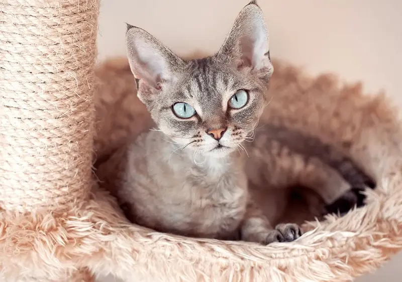 Devon Rex cat