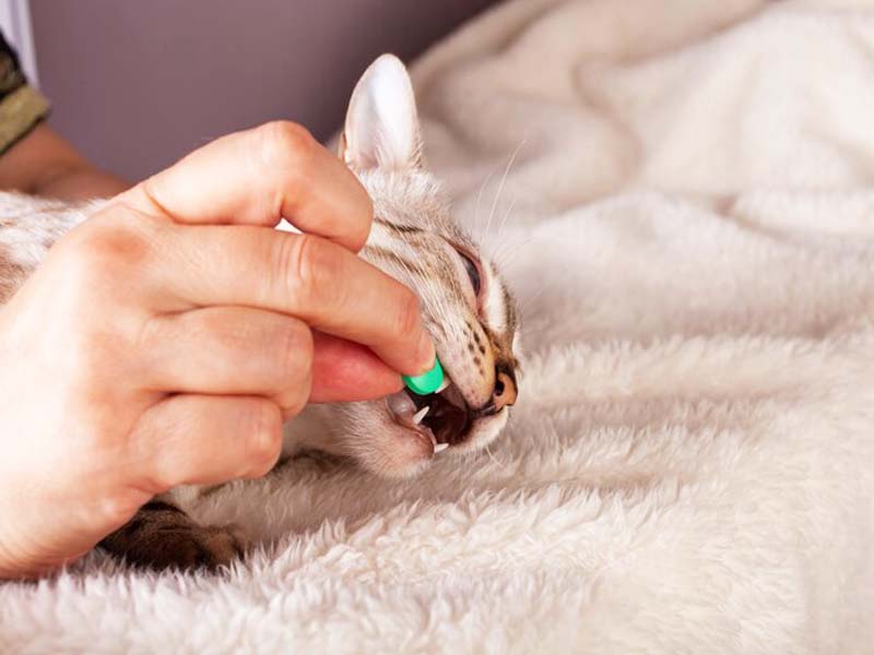 A cat is being given a pill by its owner for Cat Deworming