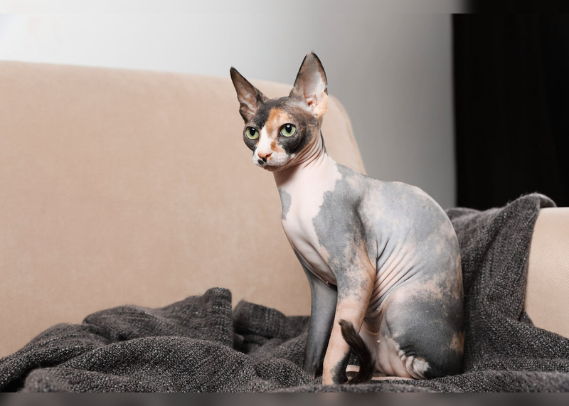 Sphynx cat