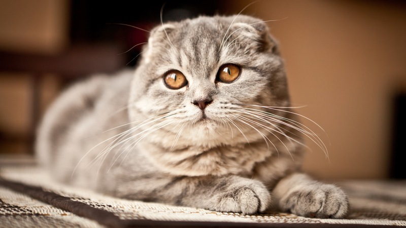 Scottish Fold Cat: Everything You Need to Know About This Unique Breed