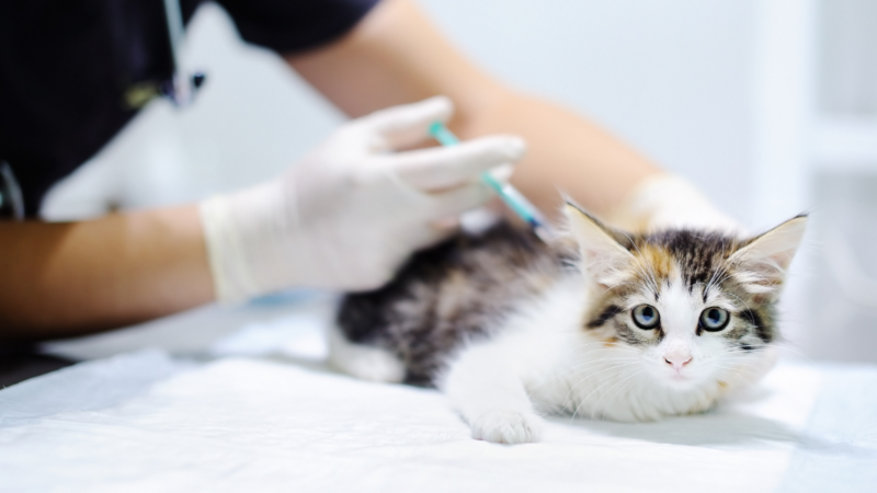 Vaccines and Preventive Health in Kitten Care