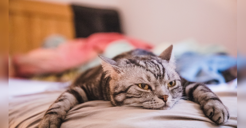 A tired cat lying down, showing lethargy and reduced activity as an early sign of illness.