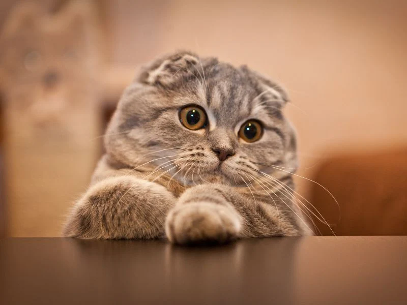 Scottish Fold