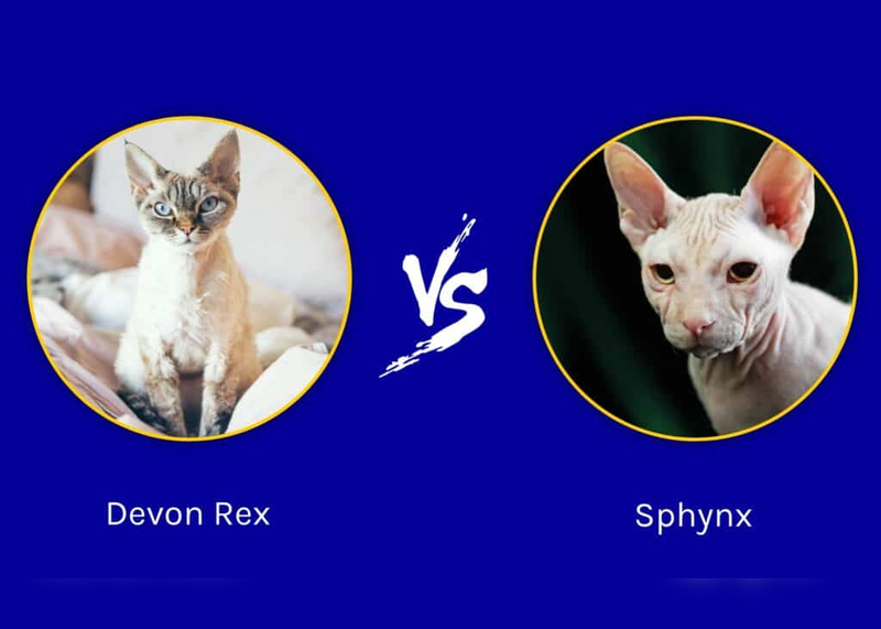 Choosing the Right Breed: Sphynx or Devon Rex