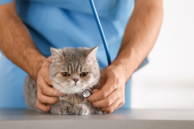 A cat at the veterinary clinic being examined