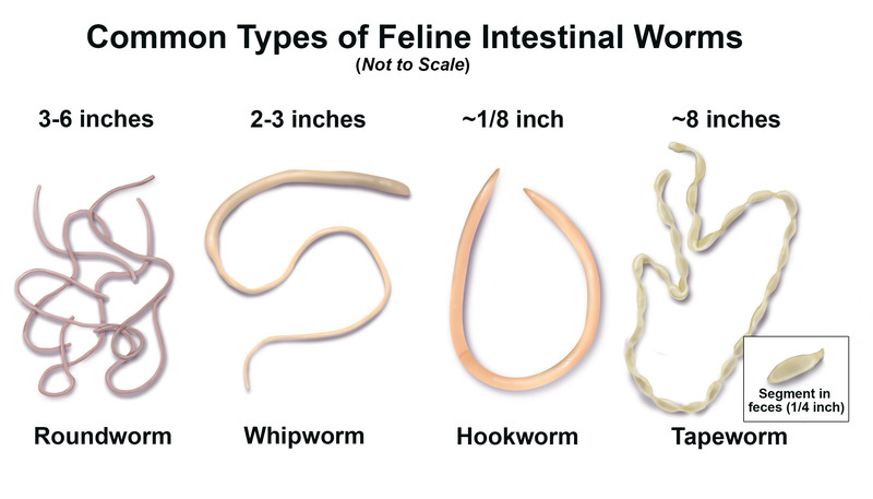 Types of Worms in Cats